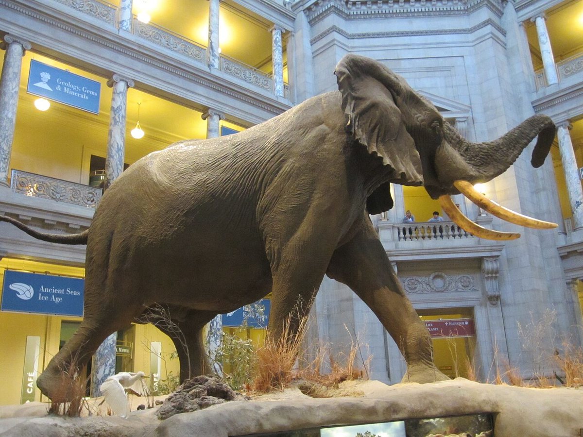 National Museum of Natural History rotunda with elephant display