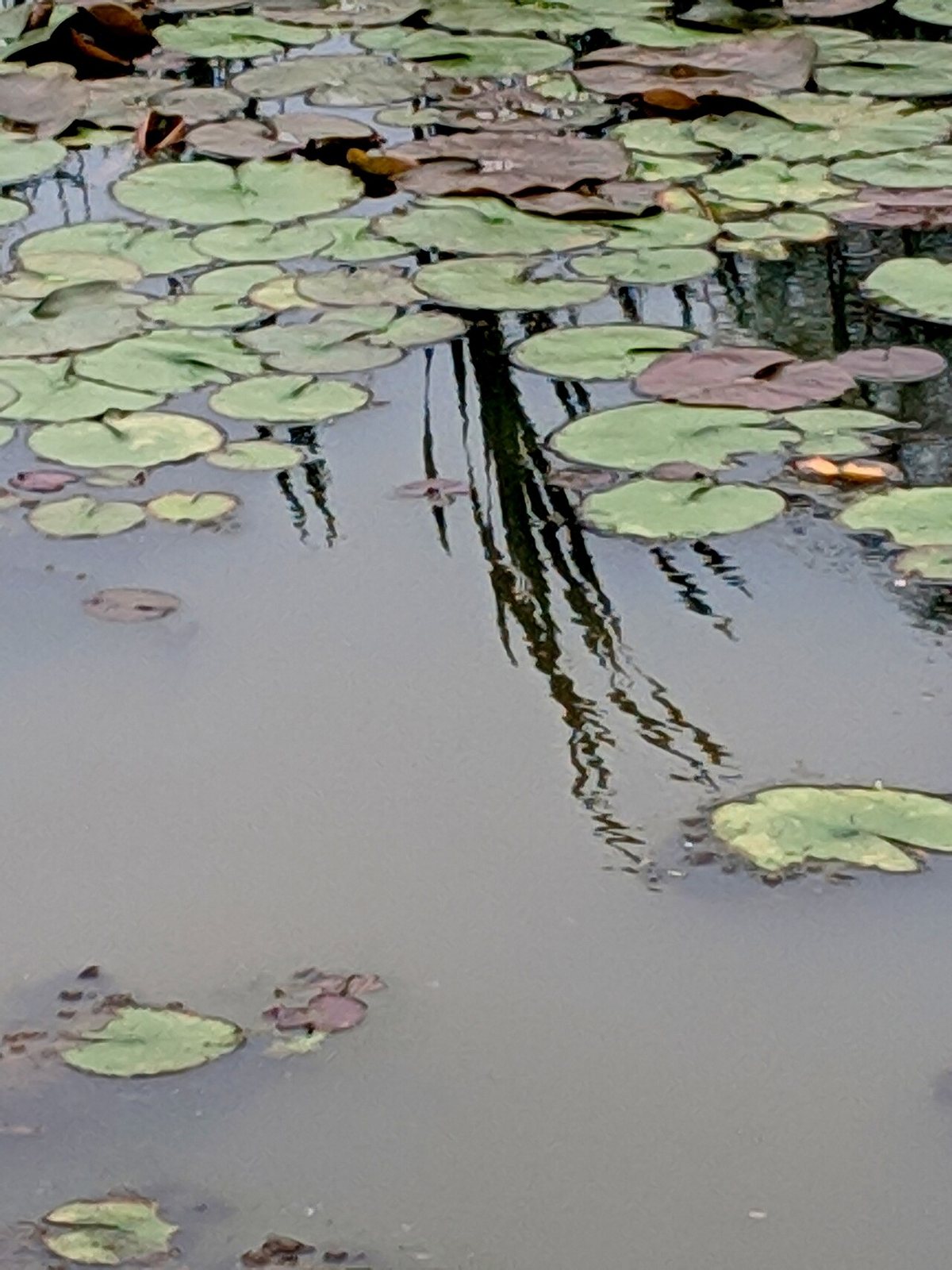 Lily pads on the ponds at Kenilworth Aquatic Gardens in Washington DC