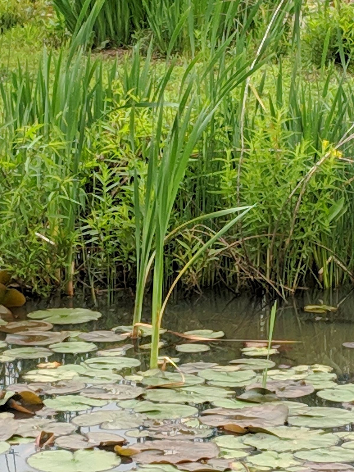 Lotus flowers blooming on the water at Kenilworth Aquatic Gardens