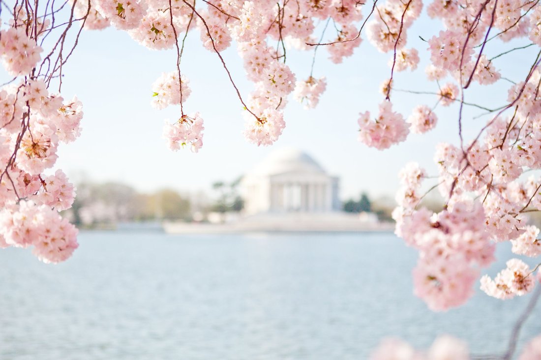 spring things to do in washington dc